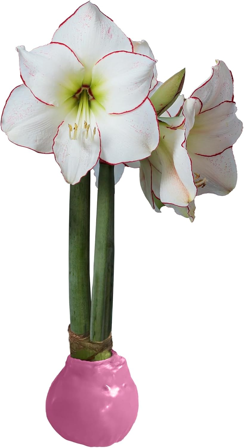 Picasso Pink Waxed Amaryllis Bulb Size 32/34