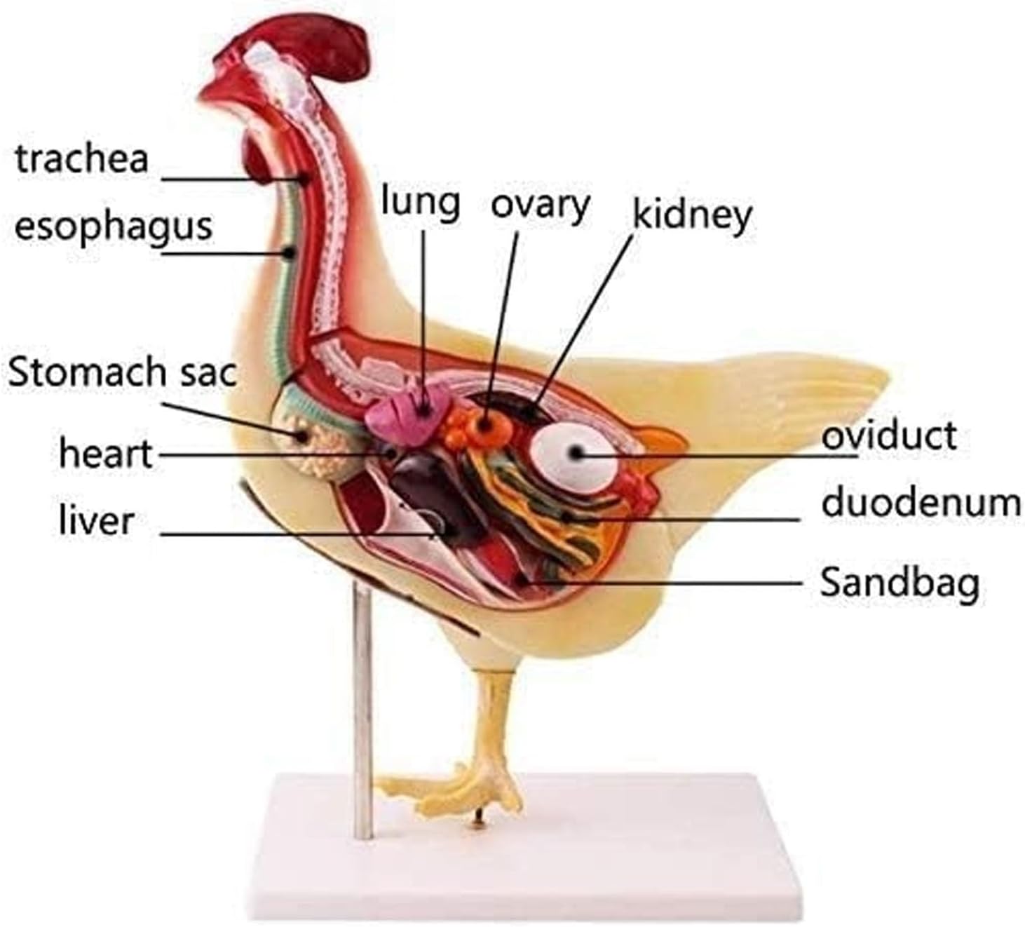4D Chicken Anatomy Teaching Model, Animal Anatomy, Assembly Model, Organ Detachable Chicken Chicken Simulation Model, for Medical Education Model in Animal Biology.
