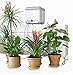 Claber 8053 Oasis 4-Programs/20 Plants Garden Automatic Drip Watering System