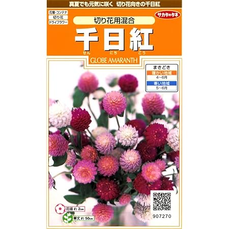 Amazon サカタのタネ 花の種 ヘリクリサム 帝王貝細工 モンストローサ 小袋 花