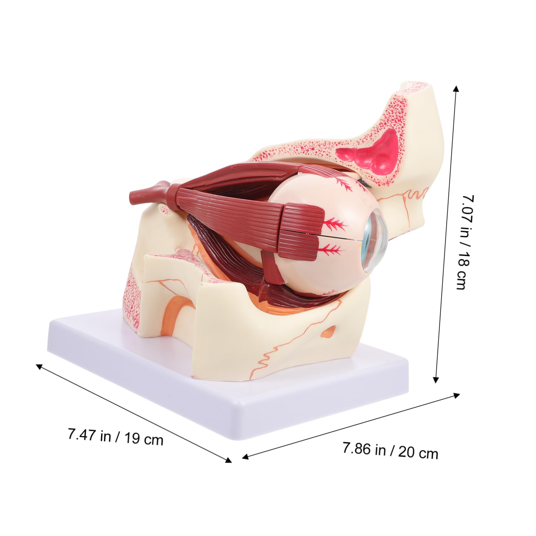Alipis Modello Anatomico Del Bulbo Oculare Ingrandito Realizzato in Pvc Robusto Strumento Didattico Per Studio Ed Esterno