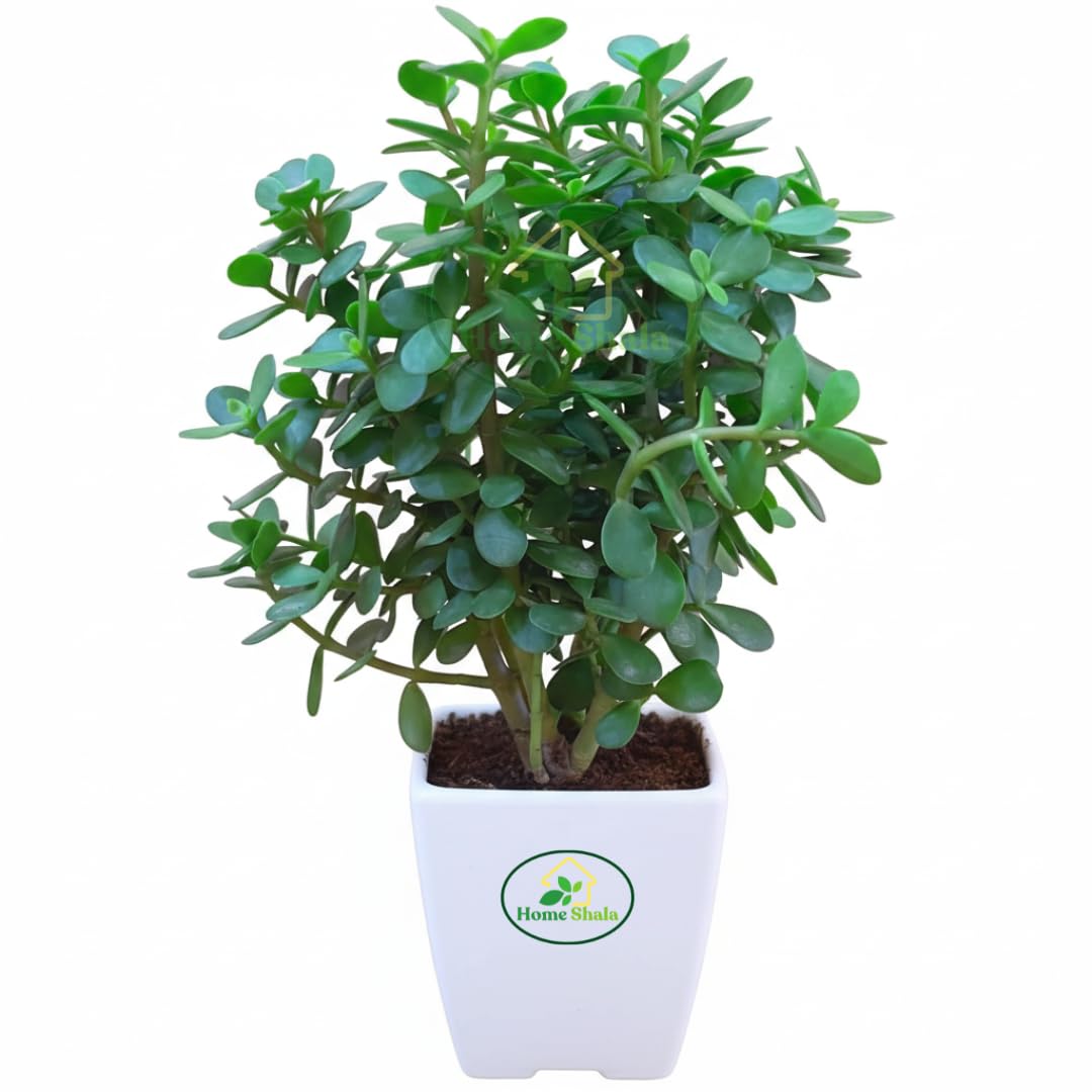 Home Shala Live Button Jade Plant Indoor/outdoor Low Maintenance, Air-Purifying Houseplant with 4 inch Black nursery Pot |Small Plant With Pot