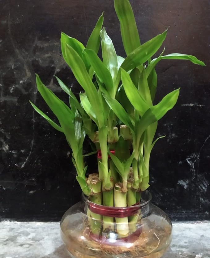 lucky bamboo plant, vastu plant pack of 1 set GH Amazon.in Garden