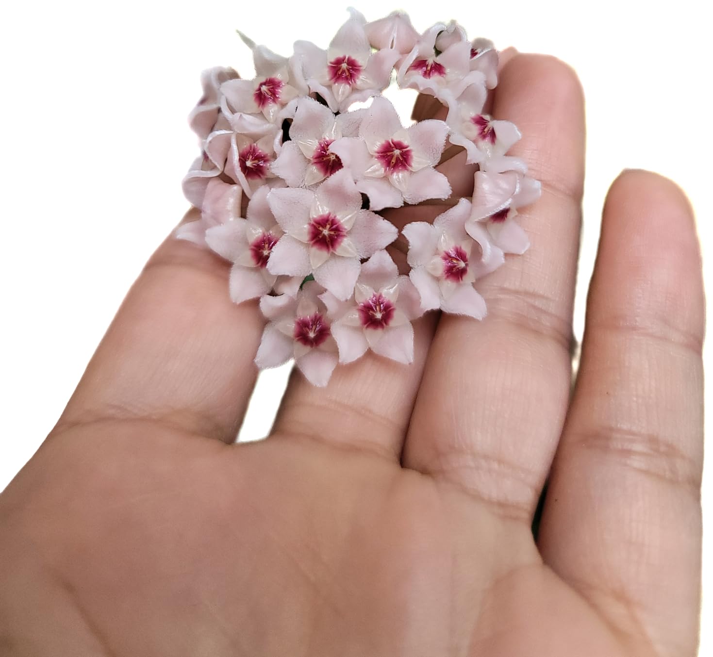Amazon.com : Hoya Krinkle 8 Live Hoya Plant Pink Flowers with