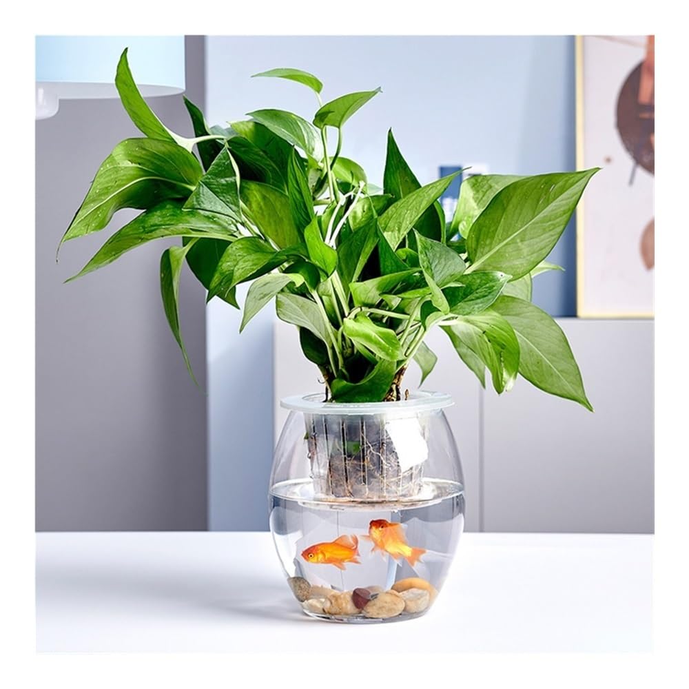 Acquario Acquario piccolo in vetro trasparente spesso ovale for ufficio domestico, scrivania multiuso(M)