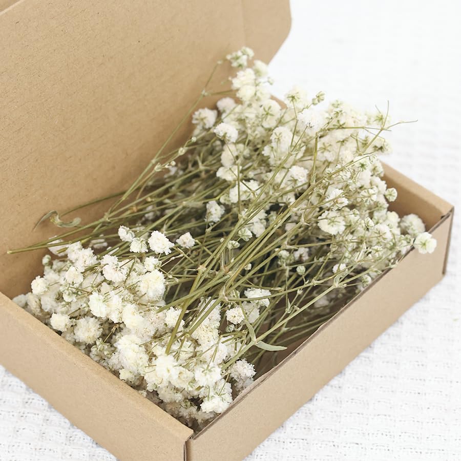 Schleierkraut Getrocknet Weiß 100 Stück Trockenblumen Schleierkraut Natürliche Getrocknete Blumen Für DIY Hochzeitsdeko Harzschmuck Bastelprojekte