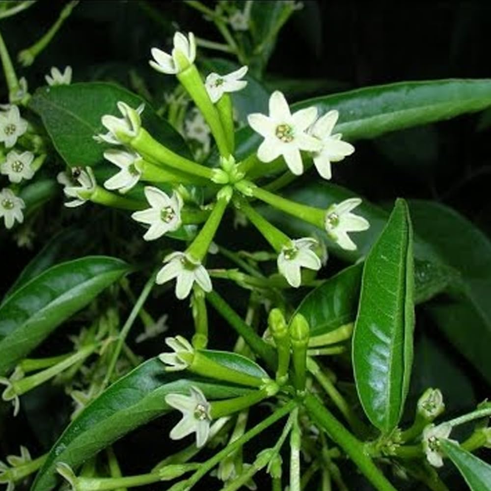 Ripee Ratrani, night blooming jasmine Rat Ki Rani Cestrum Nocturnum Live Plant in small black pot (B0D9XXF6GK) Amazon Price History, Amazon Price Tracker