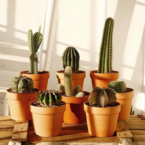 Miniatura 4 de Yishang 4.6 Inch Terracotta Clay Pots Pack of 8 - Mini Hand Craft Nursery Plant Pot Succulent Cactus DIY Pottery Planter Home Garden Windowsill