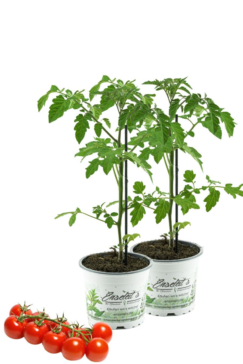 2er Set Tomatenpflanze Supersweet-100 F1 - Lupitos, Veredelte Kirschtomate, Cocktailtomate, Tomatenpflanzen Rot
