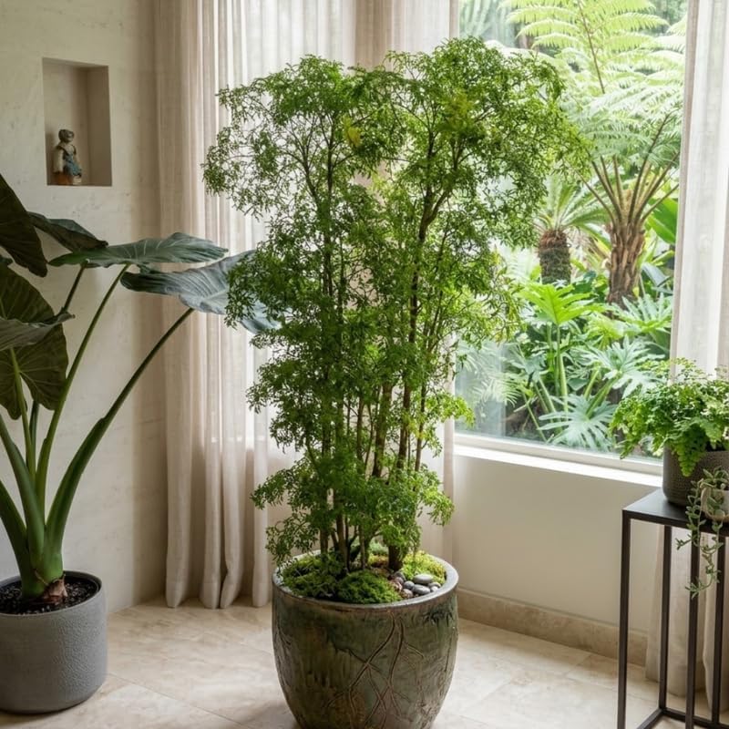 Aralia Ming Plant fot Houseplant, 4 Inch Size, Unique Lacy Leaf Indoor Perennial for Bright Spaces and Modern Home Décor