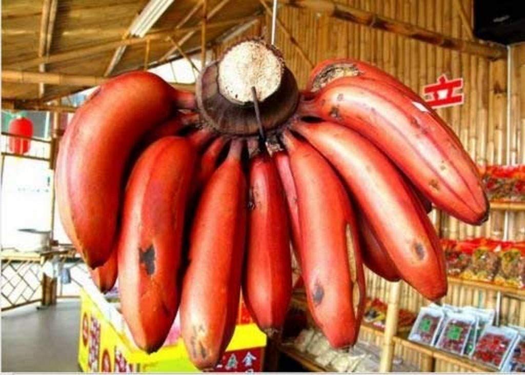Creative Farmer Live Plant Chankathali Red Banana Dwarf Home Garden (1 Healthy Live Sweet Tissue Culture Fruit Plant) (PLANT-86-REDBANANA547ll@) (B08P5V625W) Amazon Price History, Amazon Price Tracker