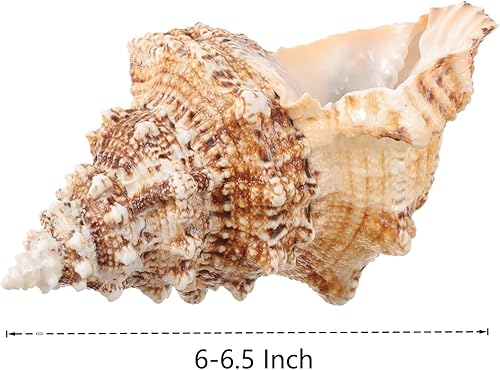 Miniatura 2 de Concha de concha natural gigante, concha de rana de 7 a 8 pulgadas, concha de mar grande para relleno de jarrón, plantas de aire, decoración del