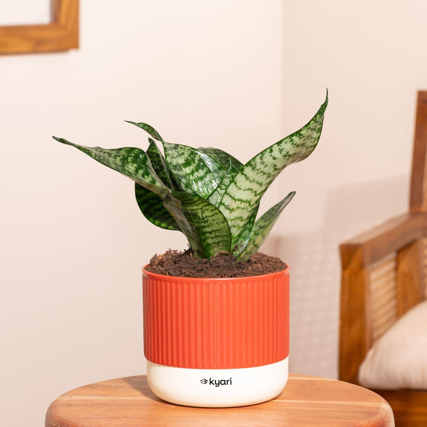 Kyari Sansevieria Green Snake Air Purifier Plant with Red Brick Self Watering Pot - Mylo 3.5 Inch