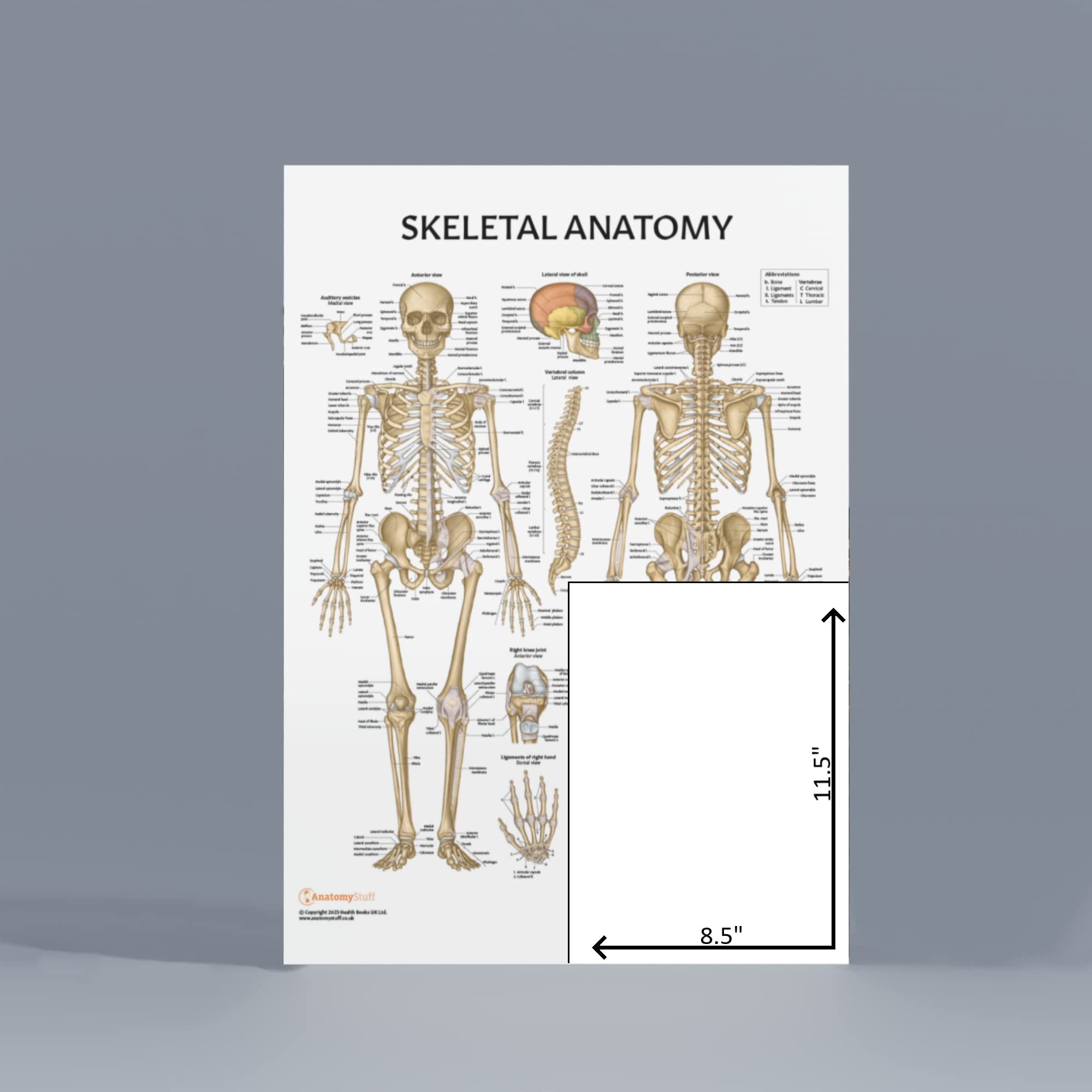 Skeletal System Anatomy Poster, LAMINATED, Anatomy and Physiology Poster, 17.3 x 22.5 Inches, Skeletal System Poster, Anatomy Posters for Walls Laminated, Anatomy Décor, Made by Anatomy Lab
