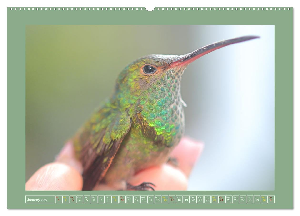 Some Costa Rican Birds (Wall Calendar 2027 DIN A2 landscape), CALVENDO 12 Month Wall Calendar: Enjoy a little of the great biodiversity you can find in Costa Rica