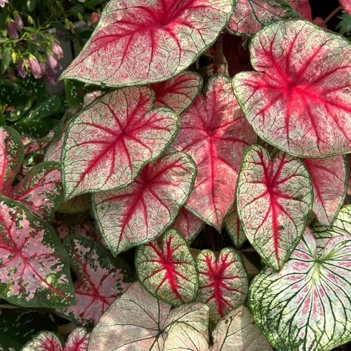 Red Caladium Seeds - 'Red Flash' or Similar Variety, Premium Quality Flower Seeds for Planting, Striking Red & Green Foliage, Tropical Houseplant Seeds (200pcs or 400pcs) (200) - 1