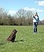 COMPANY OF ANIMALS Hoch-Frequenz-Pfeife, ideal für das Gehorsamkeits- und Rückruftraining, verstellbare Tonhöhe, kräftiger, klarer Ton, leicht und kompakt, für Welpen- und Hundetraining