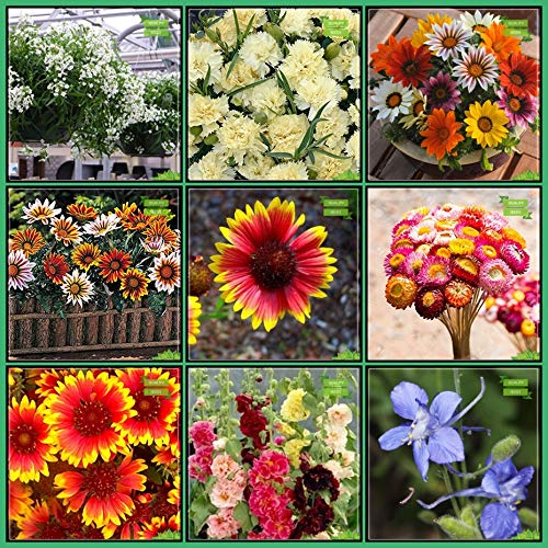 Creative Farmer Garden Seeds Combo Flower Seeds Sweet Alyssum
