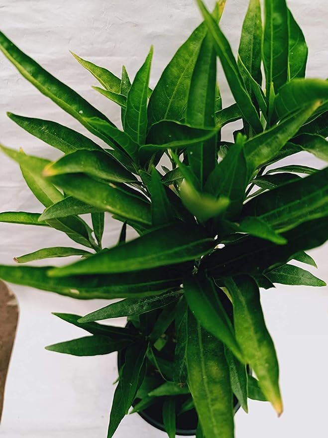 House Live Sukh-Shanti Jal Bahar Lucky Plant with Pot (B0CYMFJK9K) Amazon Price History, Amazon Price Tracker