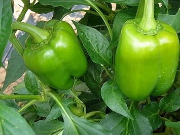 100 Organic California Wonder Sweet Bell Pepper Seeds Heirloom - Non-GMO - Always Fresh Seeds!
