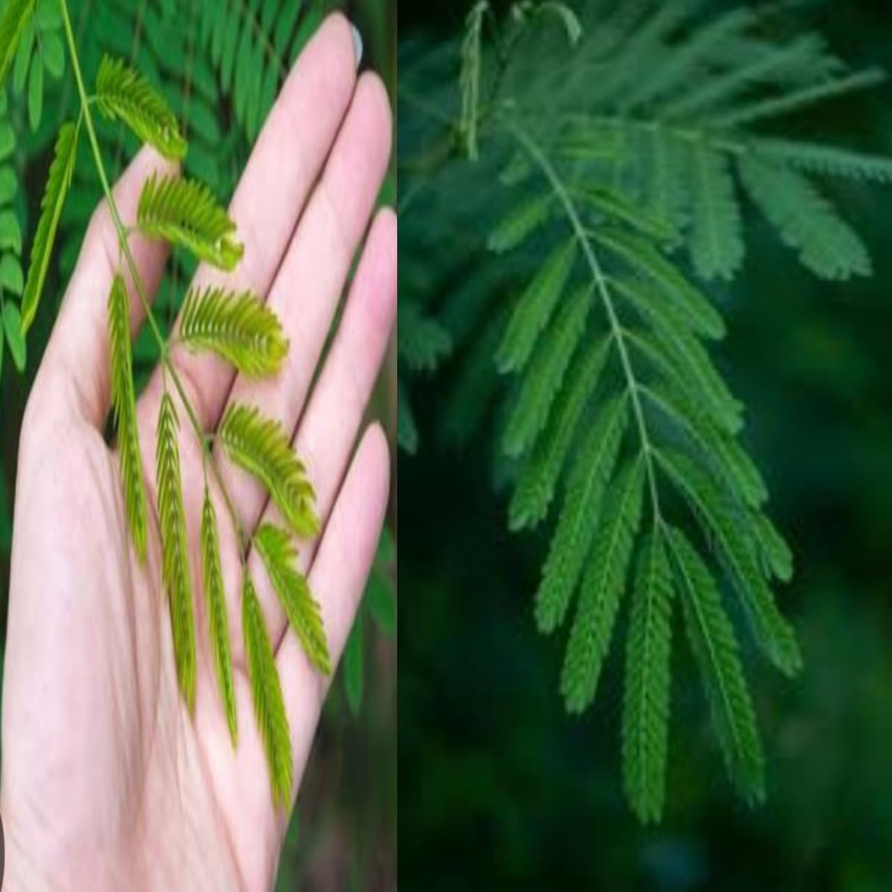Subabul Leaves, 150g, Natural and Ayurvedic, Subabul, Leucaena leucocephala Tree Leaves-picture-14