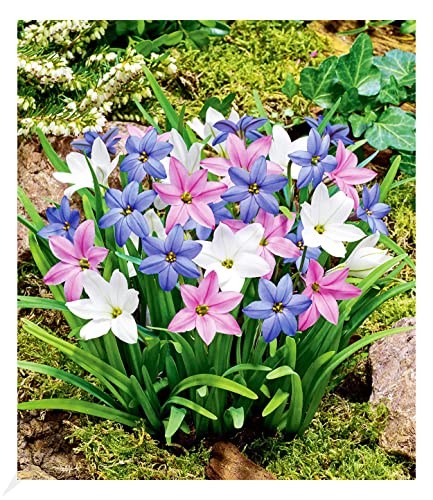 BALDUR Garten Frühlingsstern-Farbtrio, 15 Zwiebeln Ipheion uniflorum Sternblume, Blumenzwiebeln,...