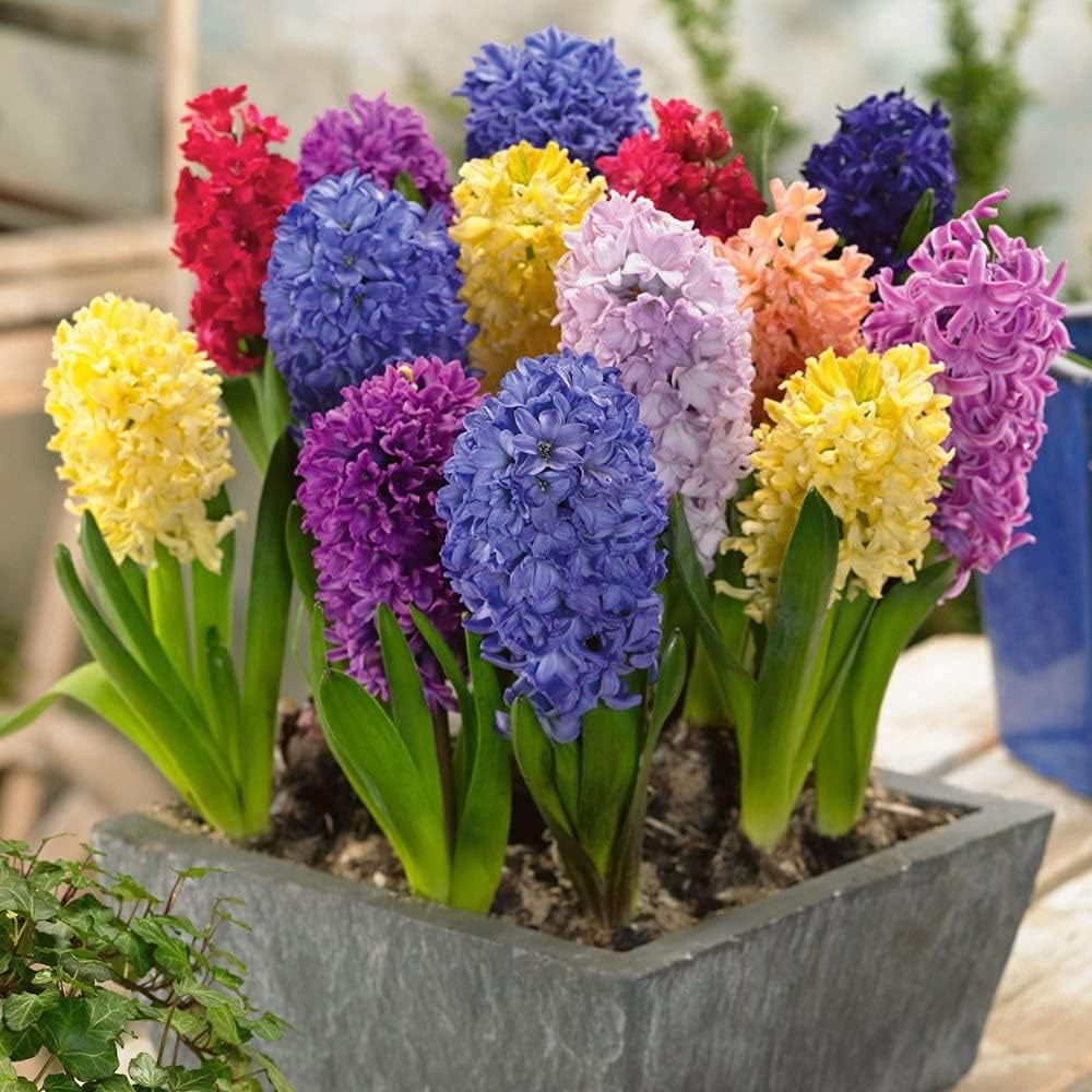Hyacinth Bulbs | Beautiful Spring Flower Bulbs for Home Décor Winter Planting, Per Pack 5 Pieces, Indoor Outdoor Garden Use,-image-10