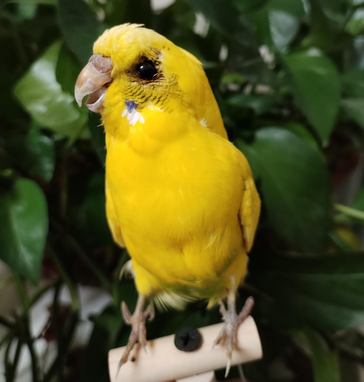 Real Parrot Specimen, Yellow Parrot Budgerigar Taxidermy, Home Decoration Crafts Science Education (Yellow Parrot)