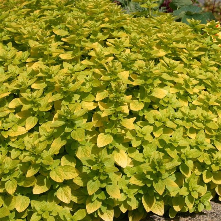 Origanum vulgare ‘Aureum’ (Golden Marjoram) – Bright Foliage & Fragrant Culinary Herb by Park Farm Plants (3 x Plug Plants)