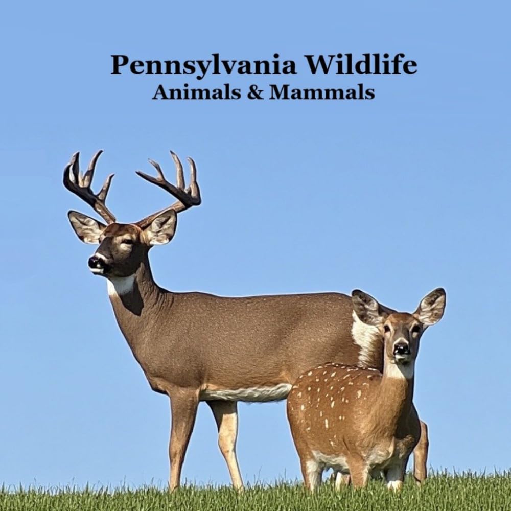 Pennsylvania Animals and Mammals Kids Wildlife Book: Great Wildlife Book about Animals and Mammals in Pennsylvania