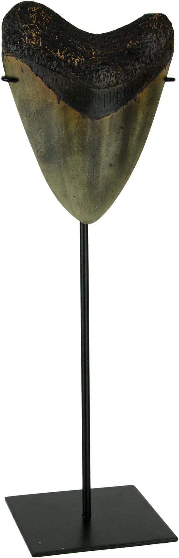 CONTRAST LIVING Mounted Giant 6 Inch Megalodon Shark Tooth Fossil Replica Sculpture Brown