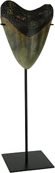 Mounted Giant 6 Inch Megalodon Shark Tooth Fossil Replica Sculpture | 13.75 Inch High Display, Resin Cast on Black Metal Museum Stand, Hand Painted Black Beige and Grey Finish