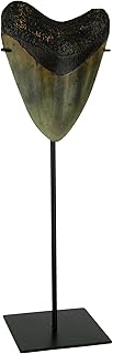 Contrast Living Mounted Giant 6 Inch Megalodon Shark Tooth Fossil Replica Sculpture Brown
