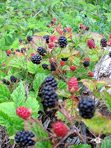 25 semi Trailing Blackberry Pacifico Rubus Ursino Vining Arbusto frutti di bosco