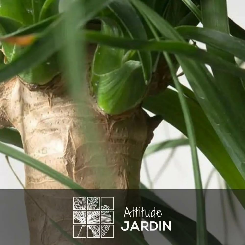 Attitude Jardin - Beaucarnea recurvata - pied d'éléphant - 90-100 cm - ⌀ 22 cm - plante d'intérieur