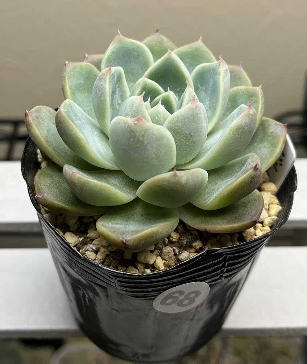 Amazon.co.jp: エケベリア 多肉植物 「68ドリームスーツ