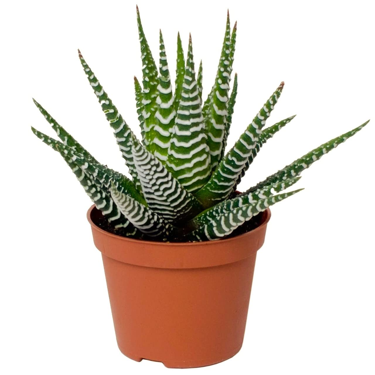 Garden Art live indoor plant (Haworthia) (B09XXMSSWH) Amazon Price History, Amazon Price Tracker