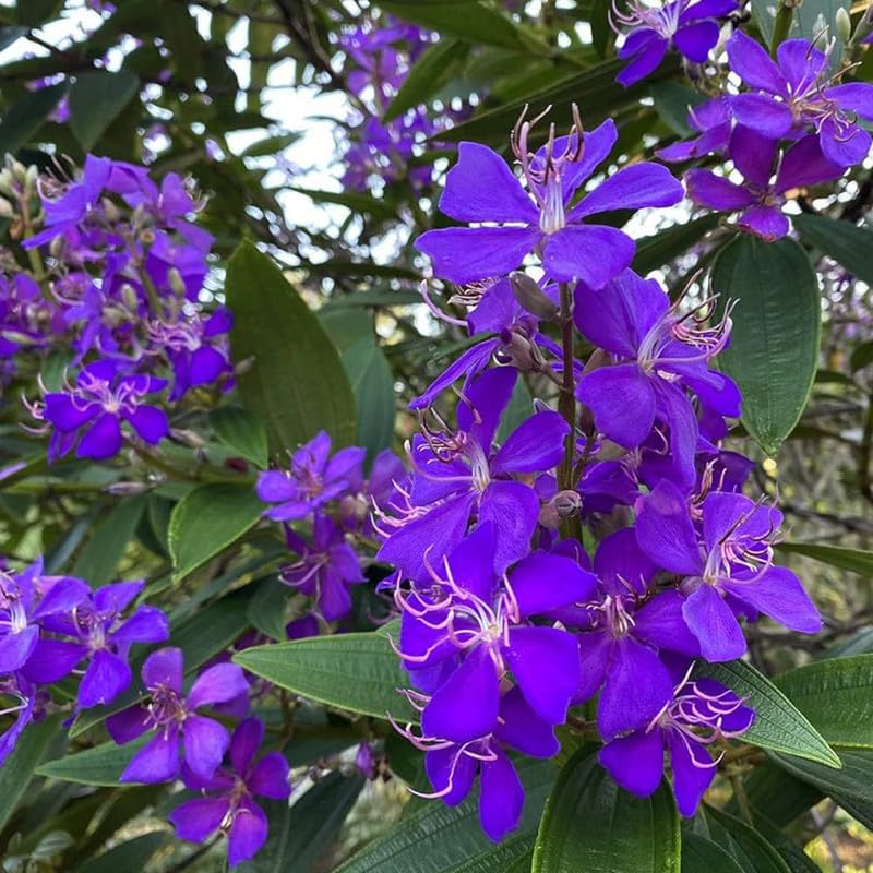 Begum Bahar Hybrid - 1 Healthy Live Decorative Flowering Plant 1-1.5 Ft Pack Of 1 (B0CX3F9YQZ) Amazon Price History, Amazon Price Tracker