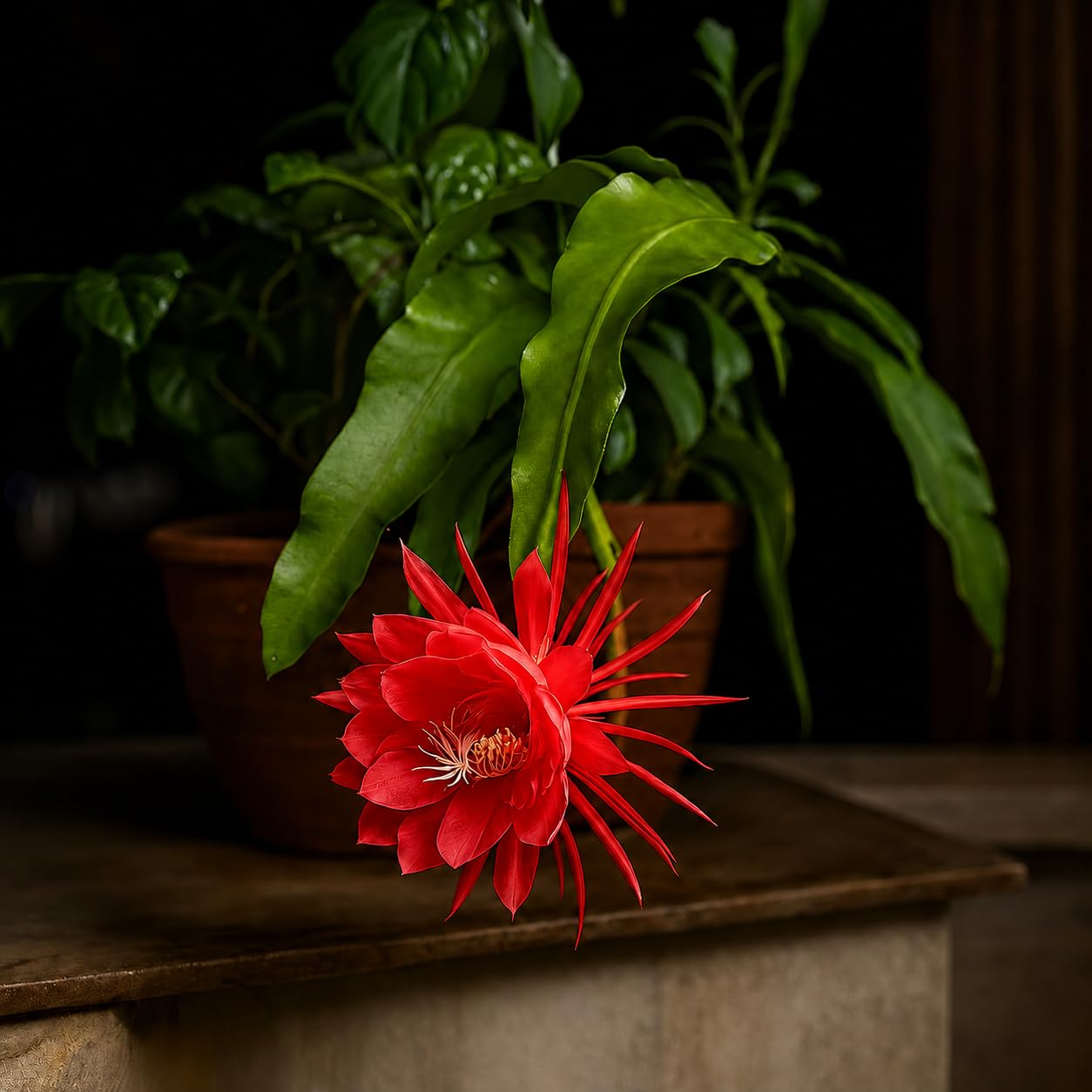 Original Red Brahma Kamal Live Plant For Indoor Outdoor Home, Balcony Decor (Pack of 1)-image-40