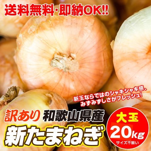 Amazon.co.jp: Large Onion New Onion Produced in Wakayama