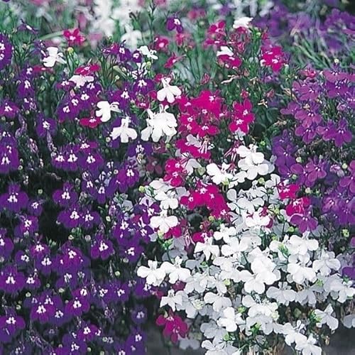 種 花たね ロベリア混合 1袋（60mg） / 国華園 25年秋商品のサムネイル