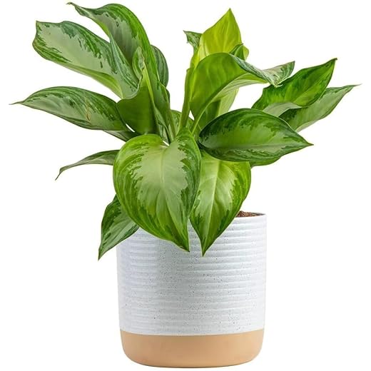Costa Farms Chinese Evergreen in Premium Pot