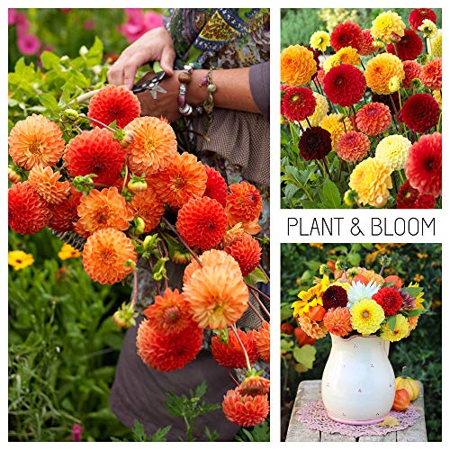 Best Dahlia Bulbs