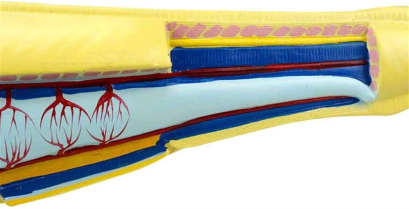 Modelo de anfioxo anatómico para enseñanza de biología de Peces de Laboratorio. Modelos científicos para exhibición en la Escuela. Material de Laboratorio.