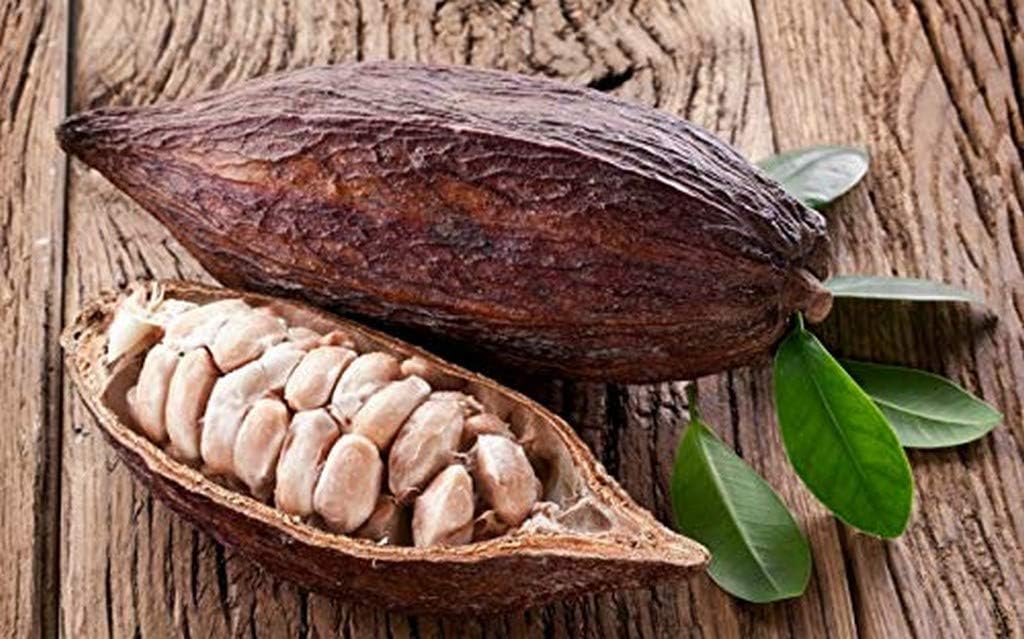 Creative Farmer Live Fruit Plant Chocolate Plant/Coco Fruit Cacao Fruits Exotic Outdoor Garden Plant(1 Healthy Live Plant)