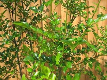 Amazon.co.jp: S3-シマトネリコ 単木 樹高1.5m : DIY・工具・ガーデン