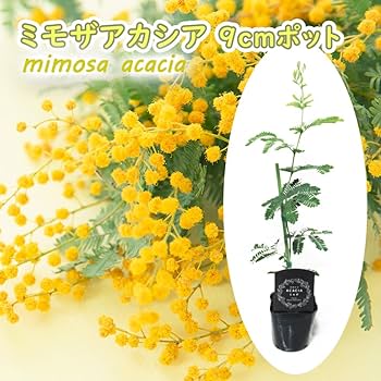 Amazon.co.jp: 【 ミモザアカシア 苗 苗木 】 9cmポット苗 樹高約30cm