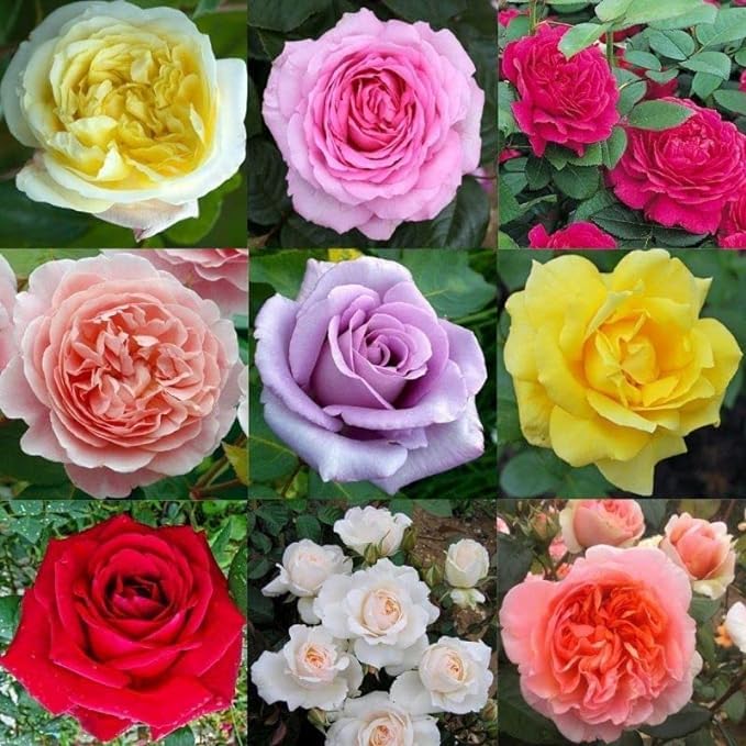 Royal Paradise Garden Rare Rose Flower Seeds, Mixed Variety, 20 Seeds for Growing (B0DC4FXCDZ) Amazon Price History, Amazon Price Tracker