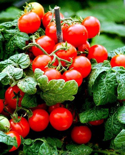 Amazon.com : Sweet N Neat Scarlet Tomato 15 Seeds - Indoors or Out