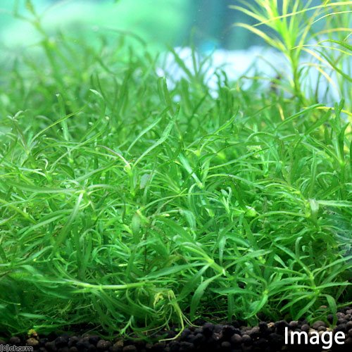 Amazon.co.jp: （水草）沈水性 ポゴステモン メンメン（水中葉）（無